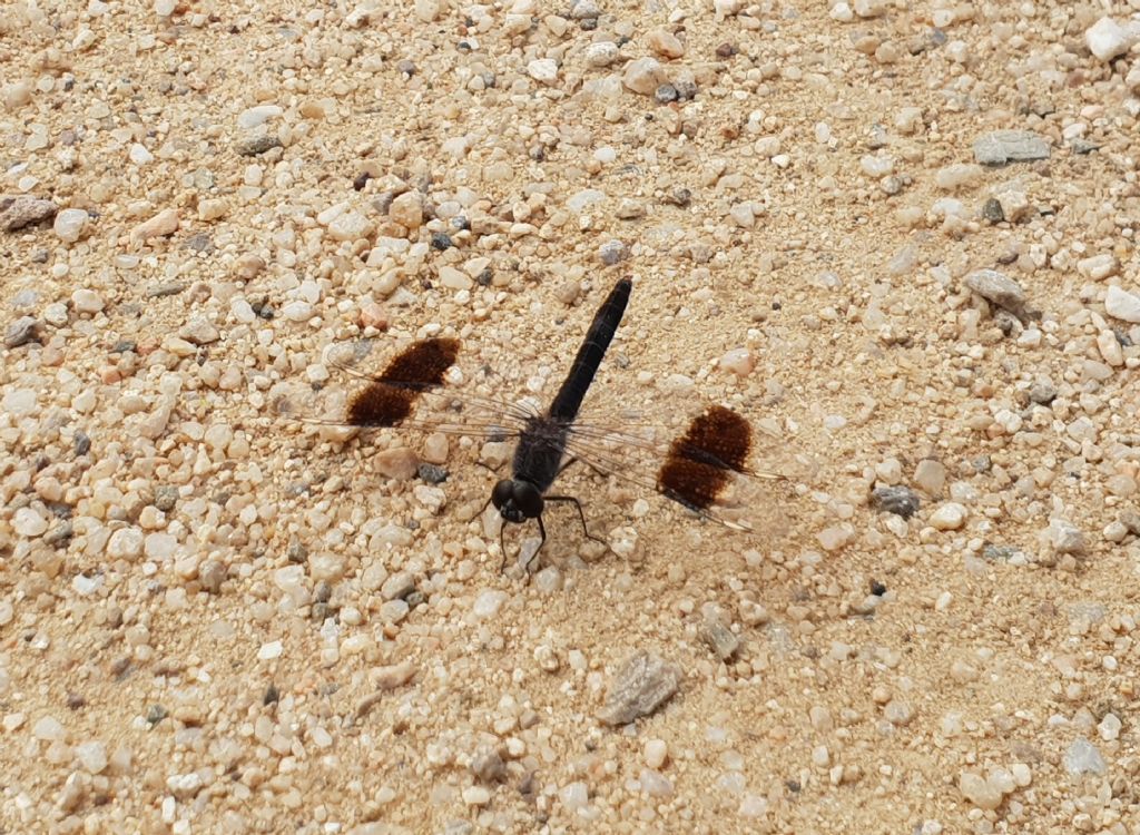 Libellula ali fascia nera: Brachythemis impartita, maschio (Libellulidae)